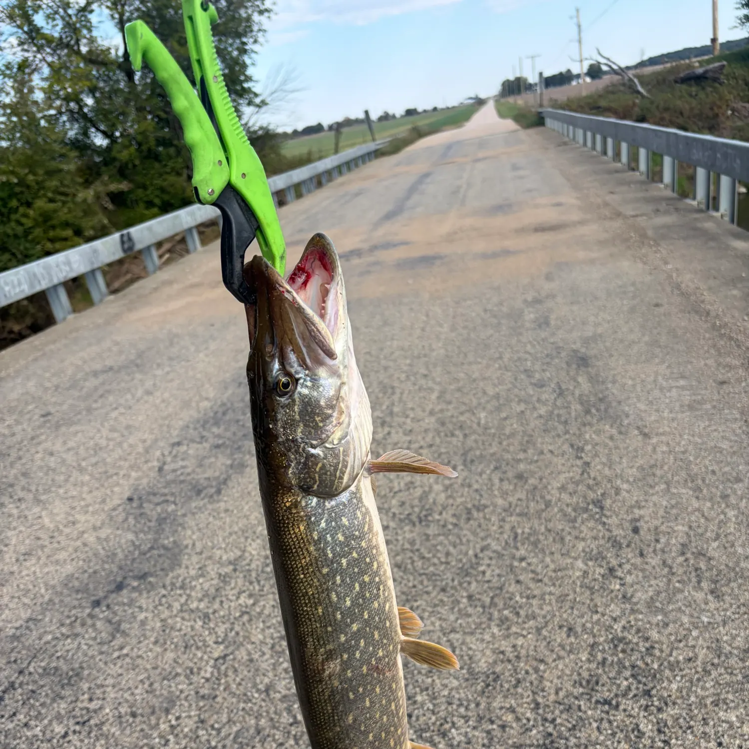 Northern pike caught on Fishbrain