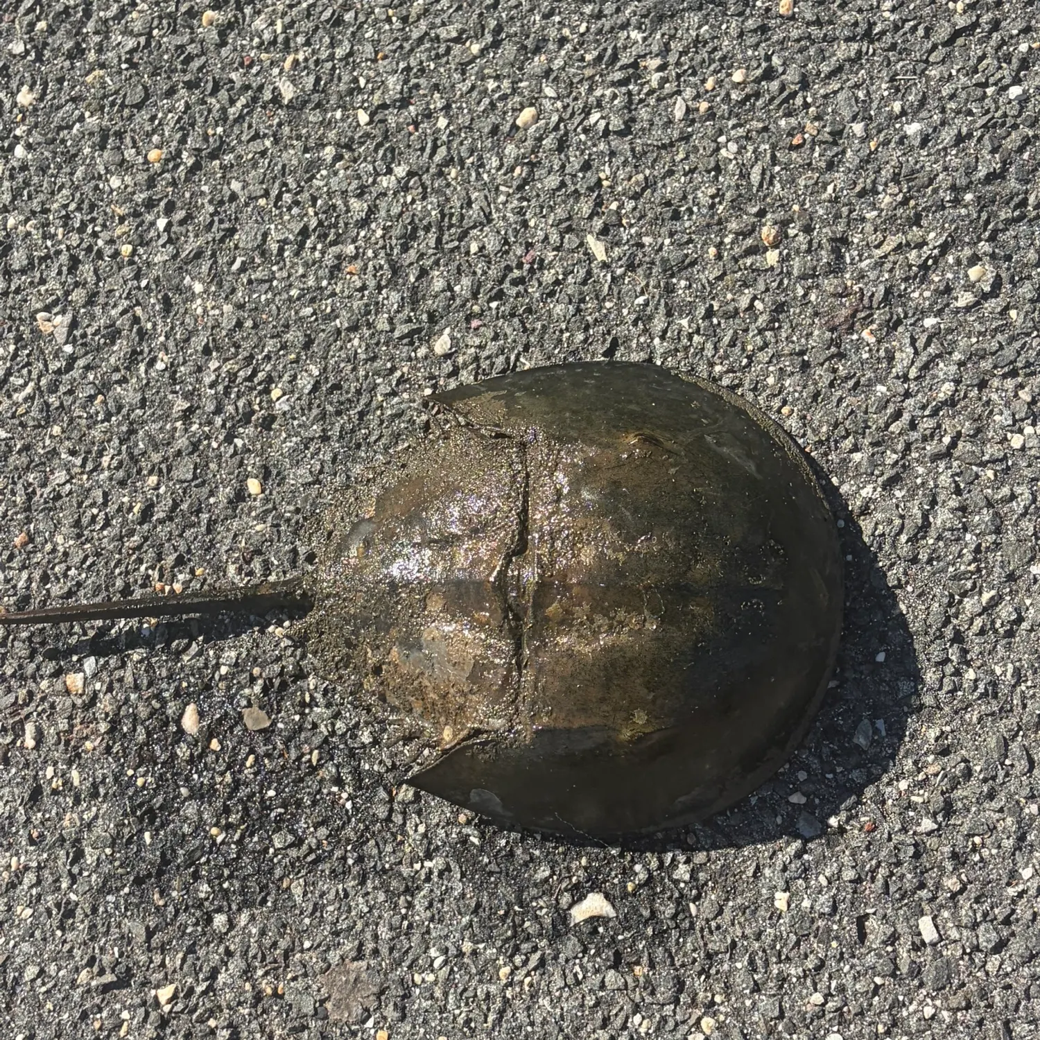 The most recent Atlantic horseshoe crab catches on Fishbrain