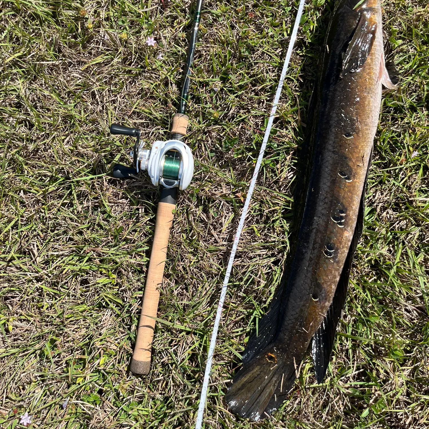 Bullseye snakehead caught on Fishbrain
