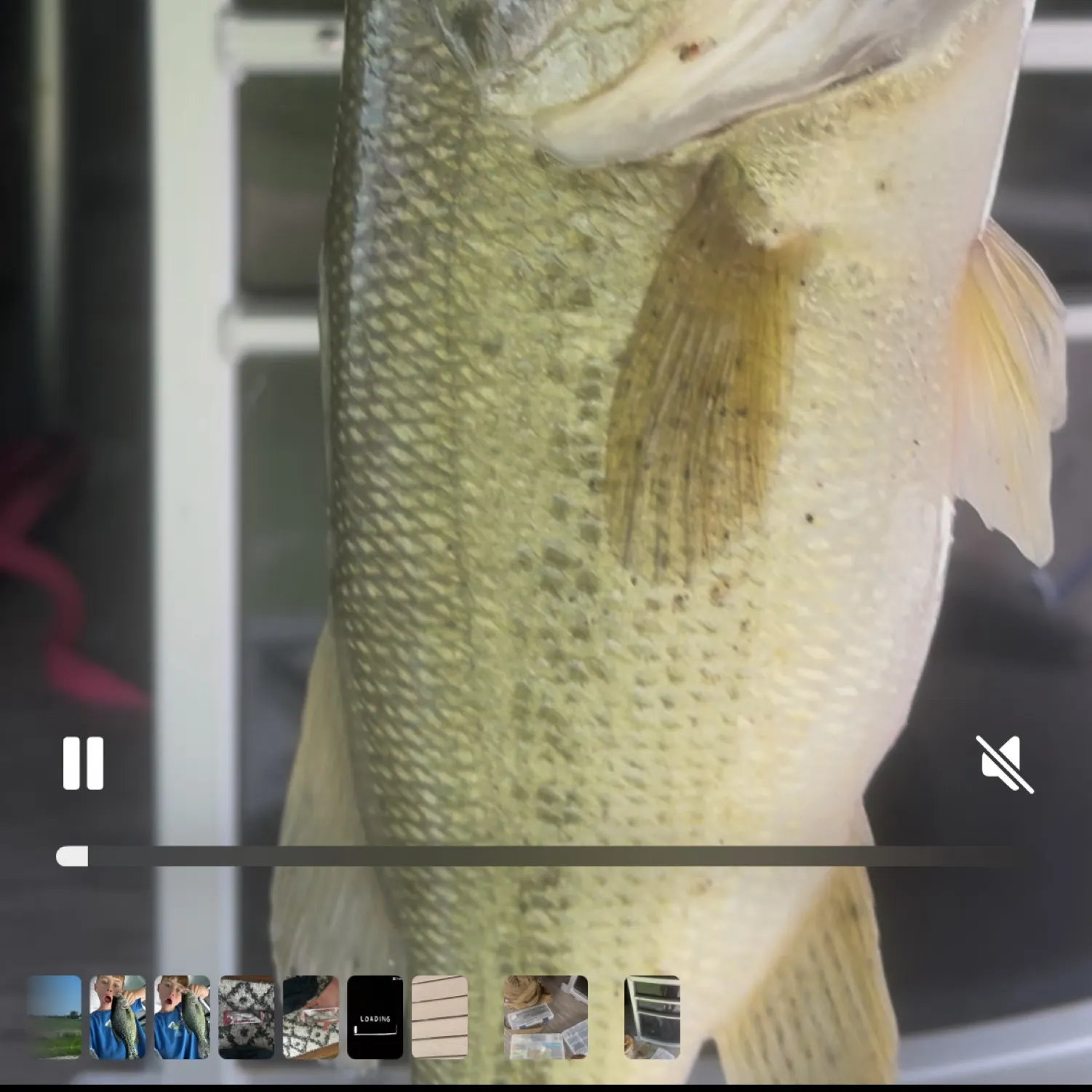 recently logged catches