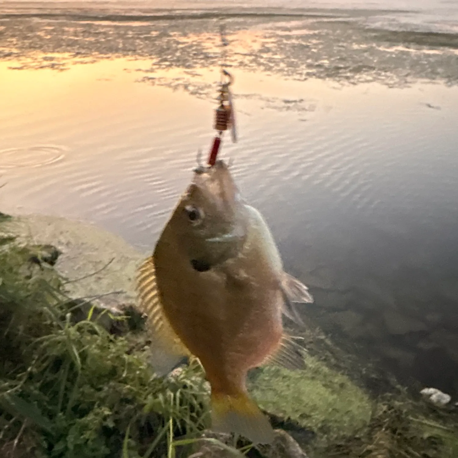 Bluegill caught on Fishbrain