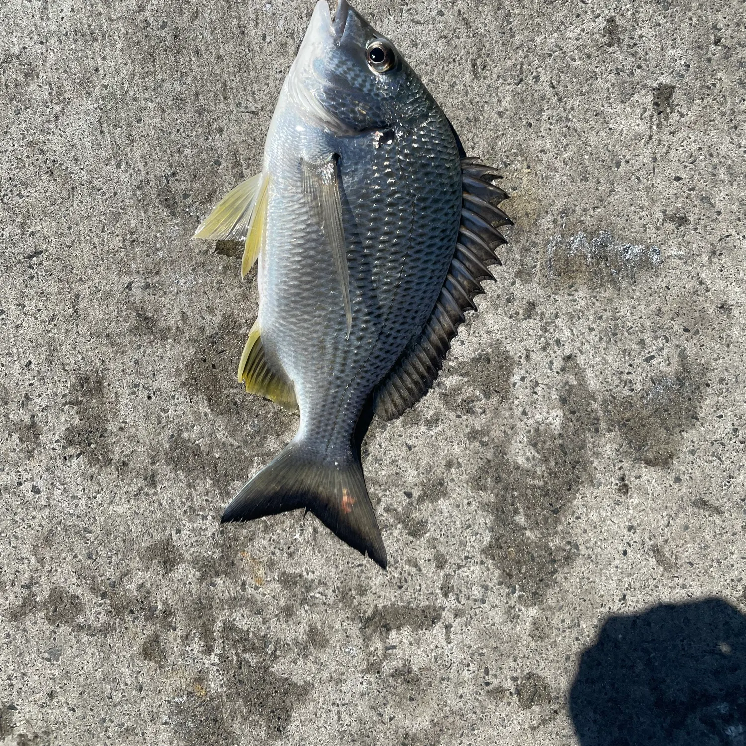 Surf bream caught on Fishbrain