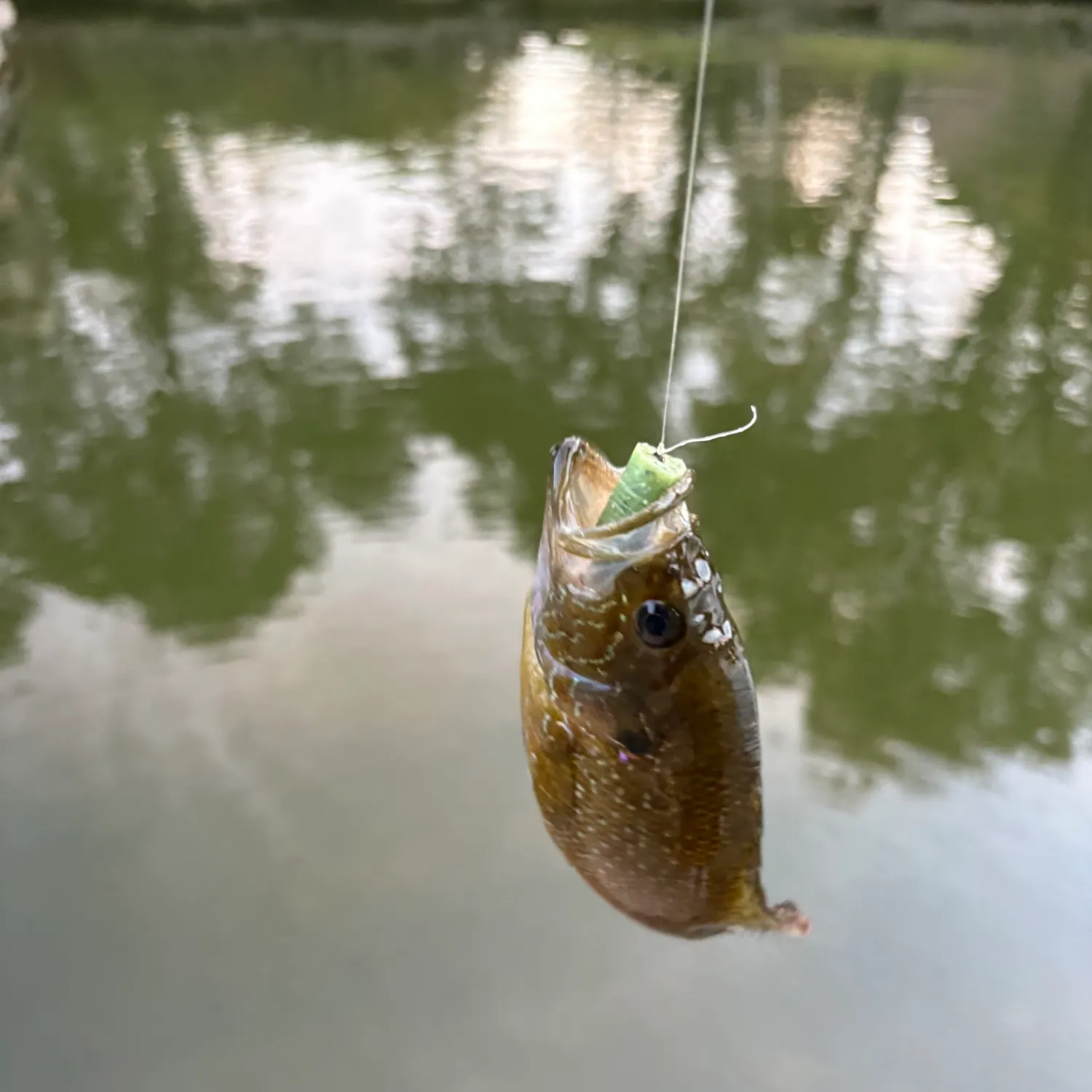 Bluegill caught on Fishbrain