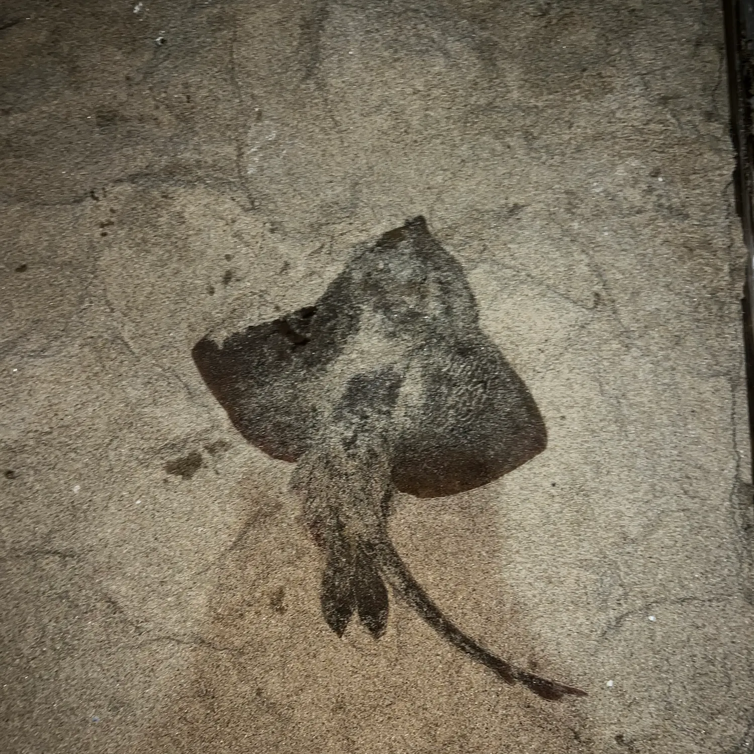 Clearnose skate caught on Fishbrain