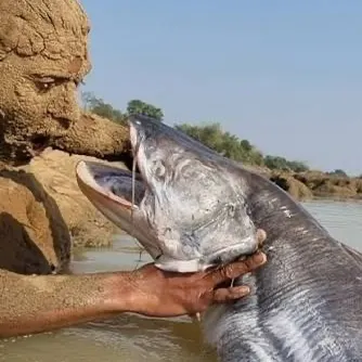 The most recent Silver scabbardfish catches on Fishbrain