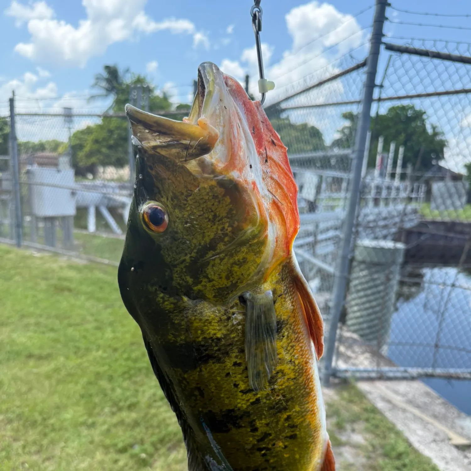 Butterfly peacock bass caught on Fishbrain