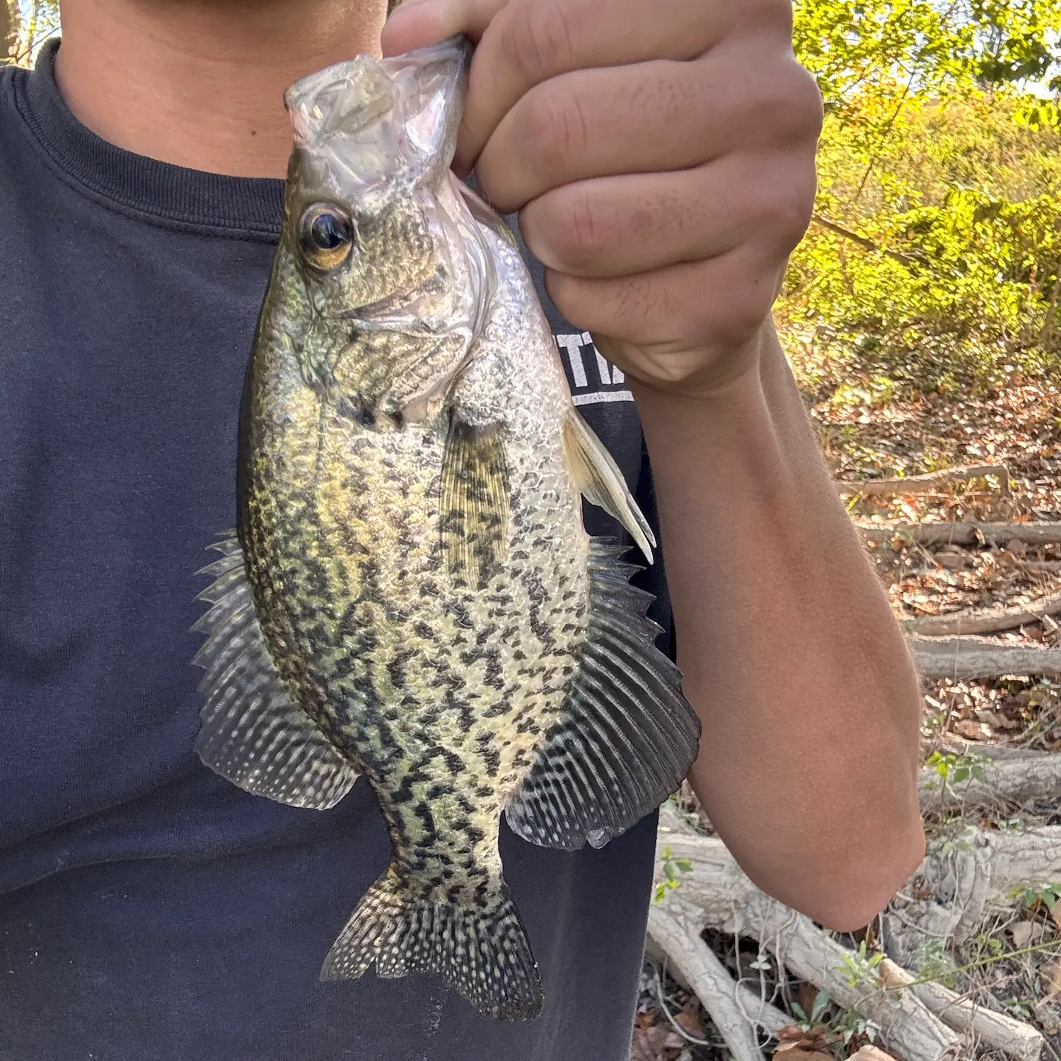 Black crappie caught on Fishbrain