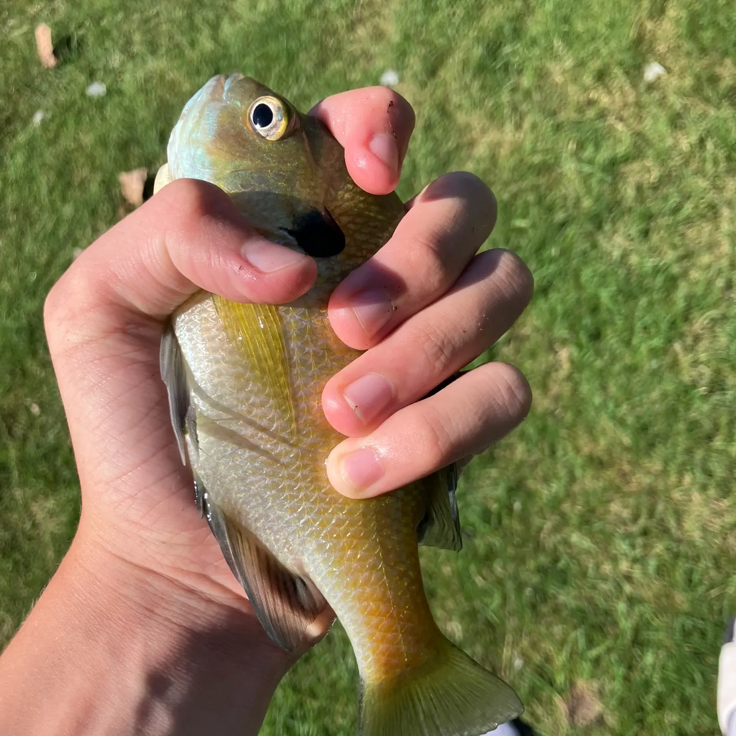 Bluegill caught on Fishbrain