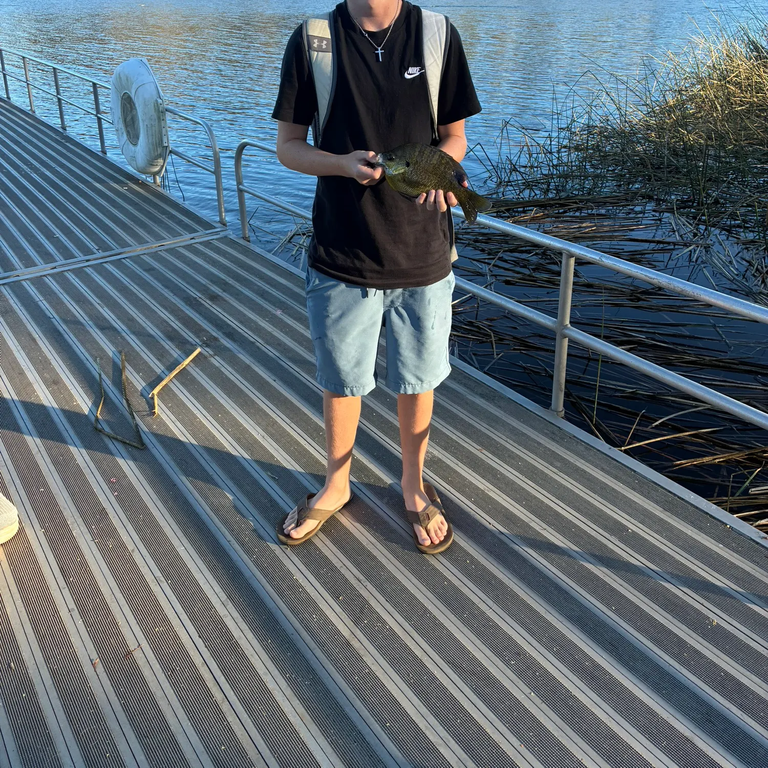 Bluegill caught on Fishbrain