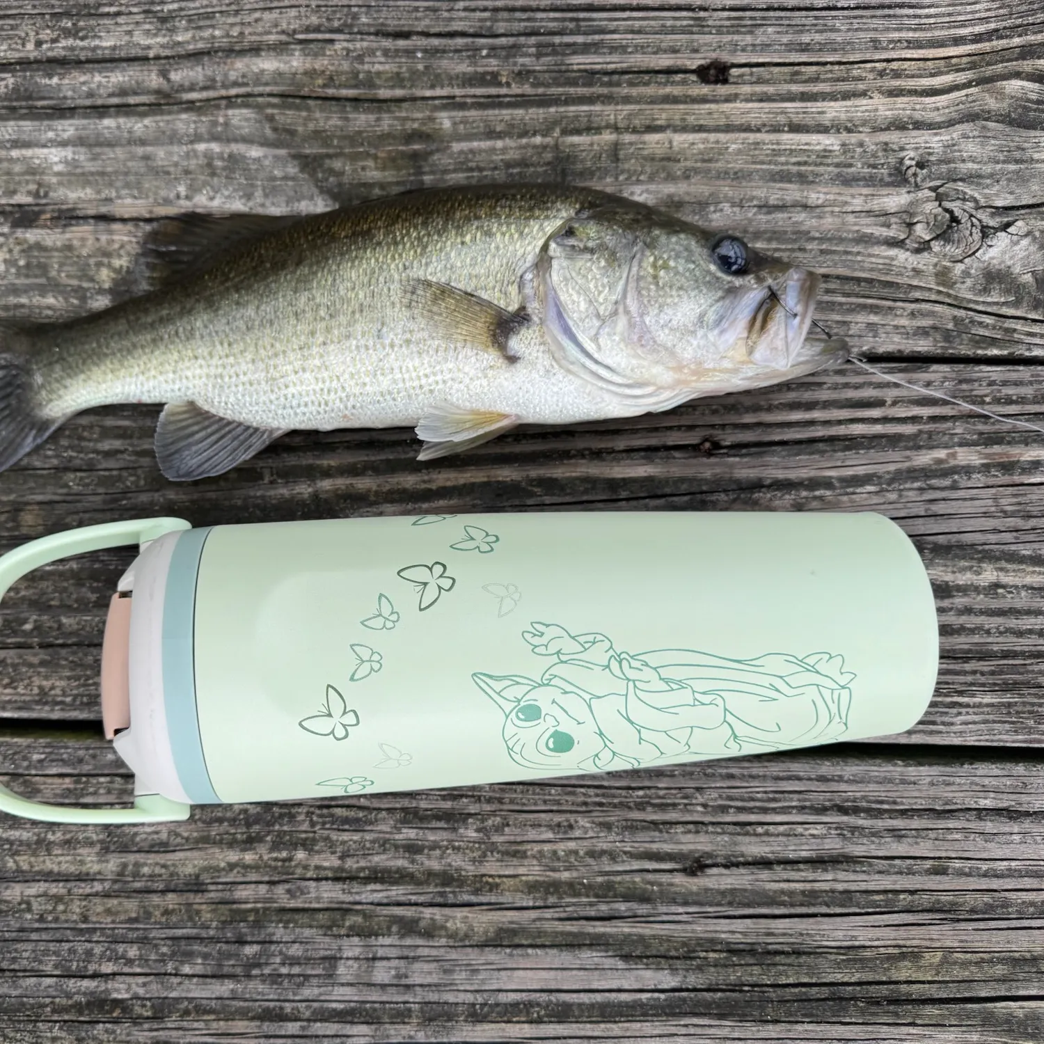 Largemouth bass caught on Fishbrain