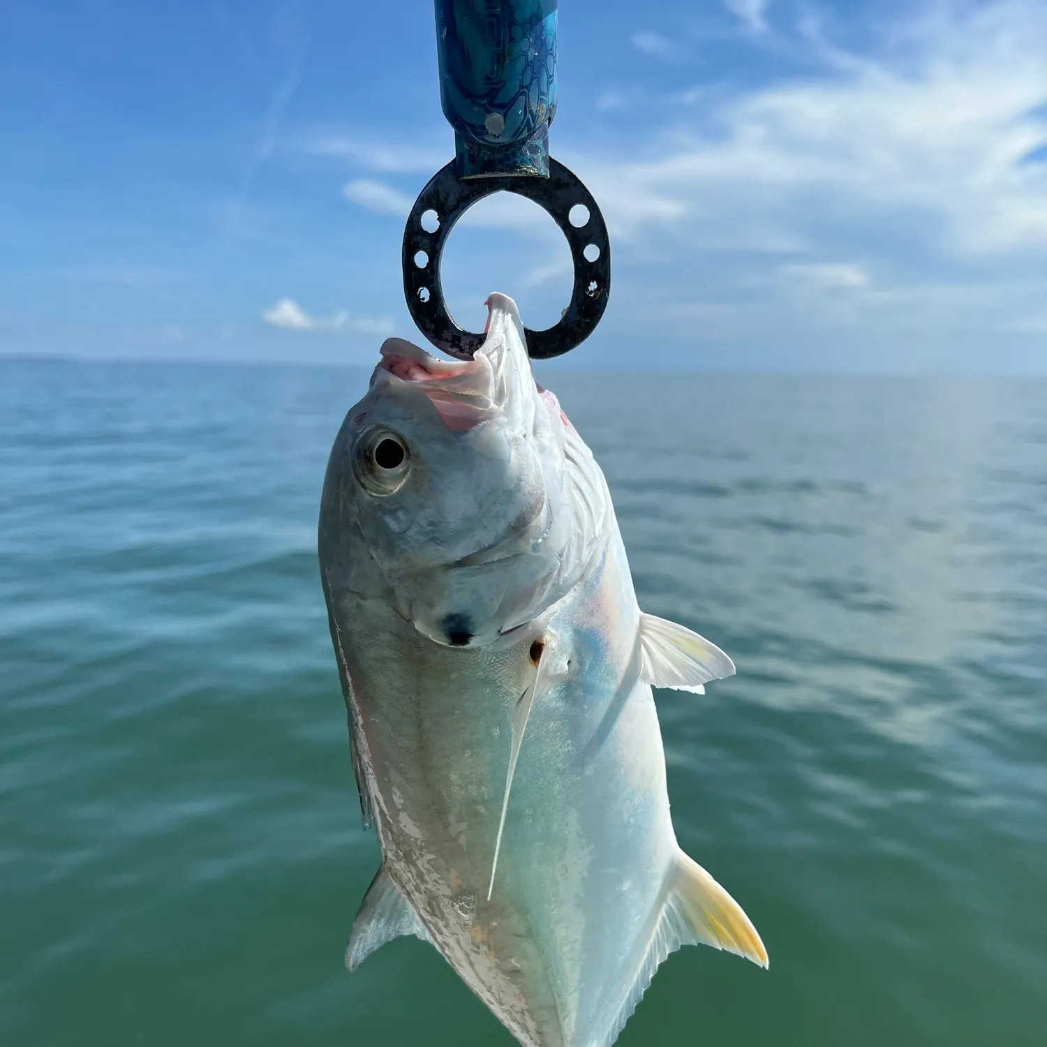 Crevalle jack caught on Fishbrain