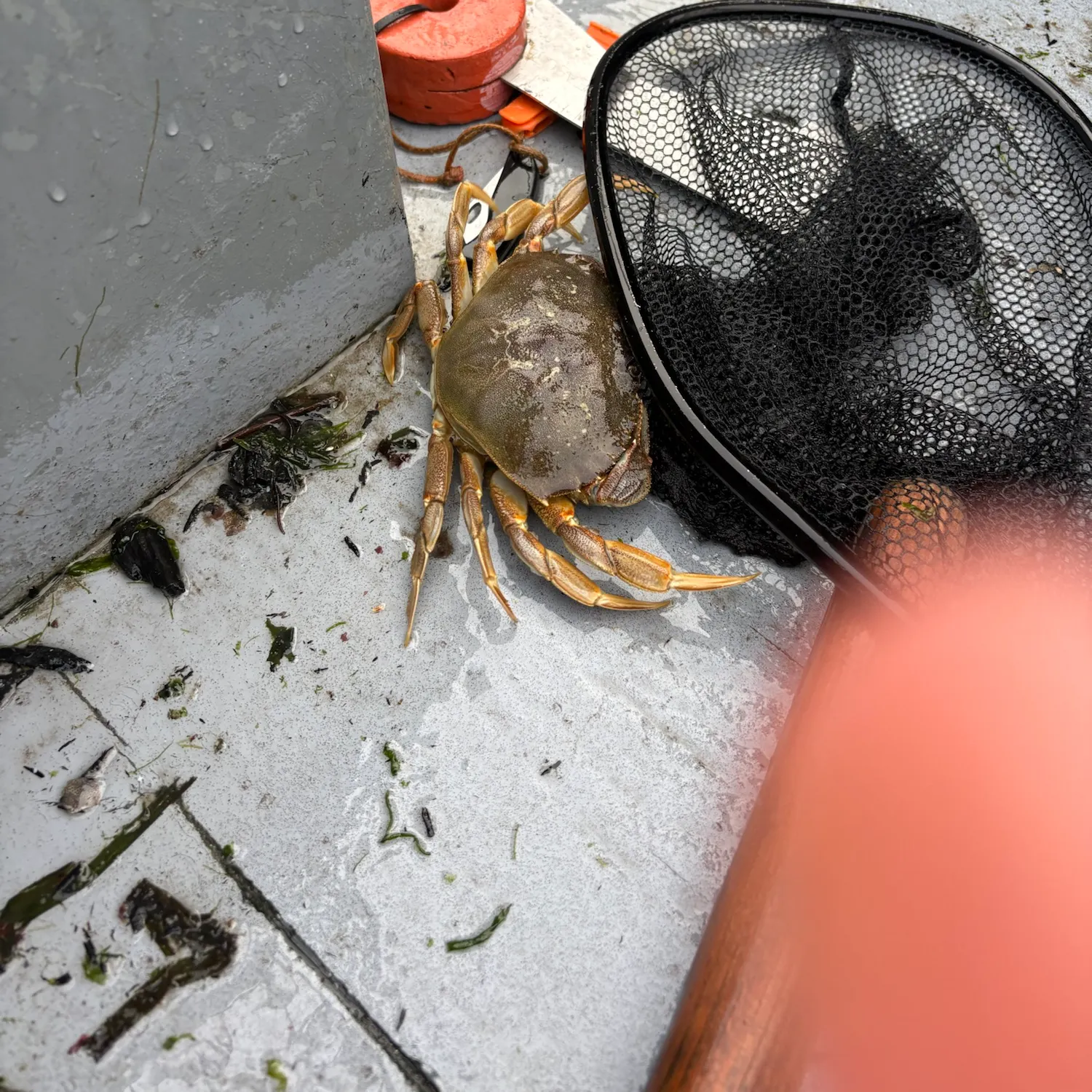 Dungeness crab caught on Fishbrain