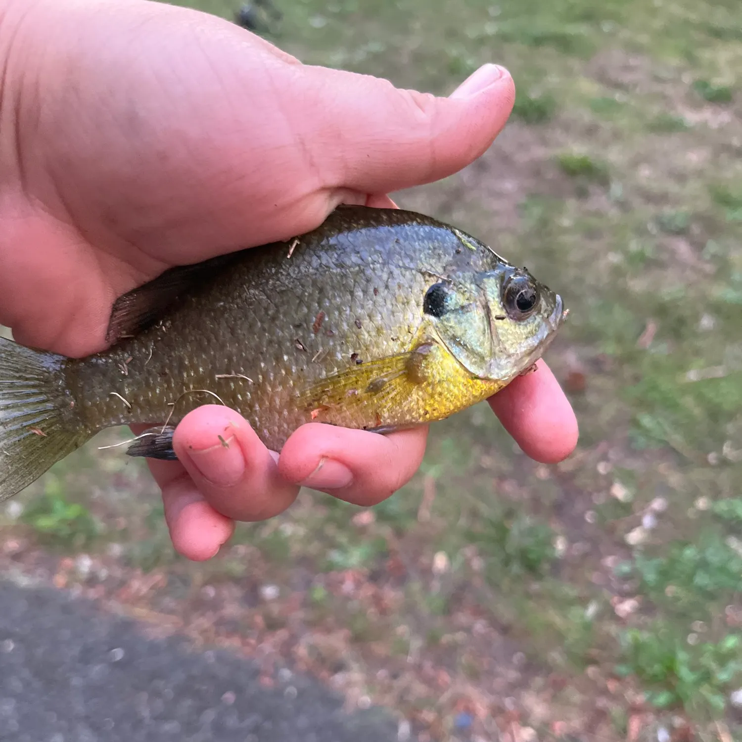 Bluegill caught on Fishbrain
