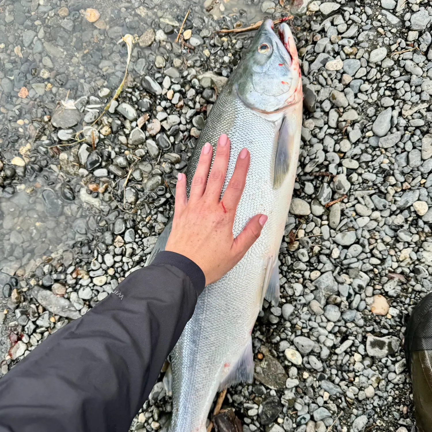 The most recent Sockeye salmon catches on Fishbrain