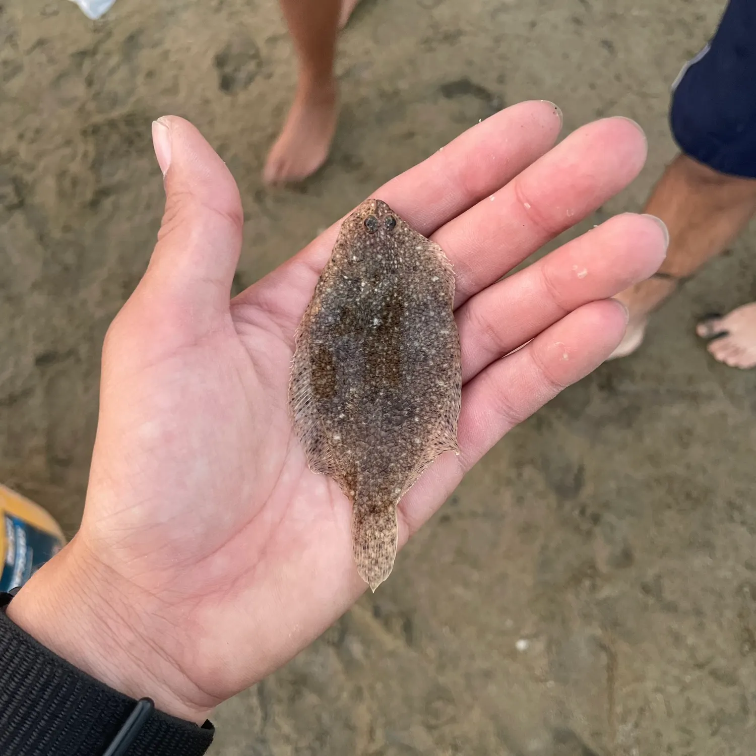 The most recent Common sole catches on Fishbrain