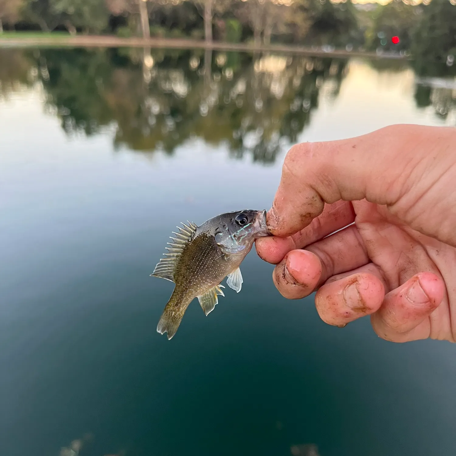 Green sunfish caught on Fishbrain