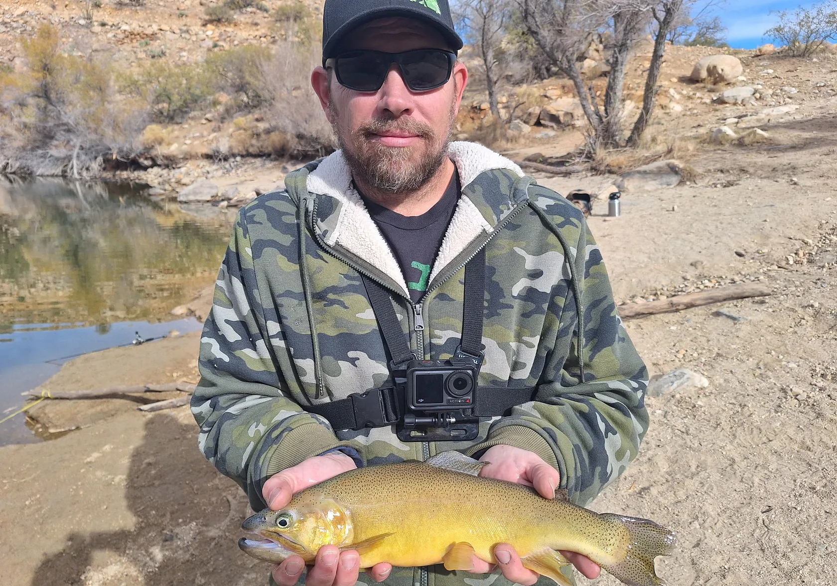 Gila trout