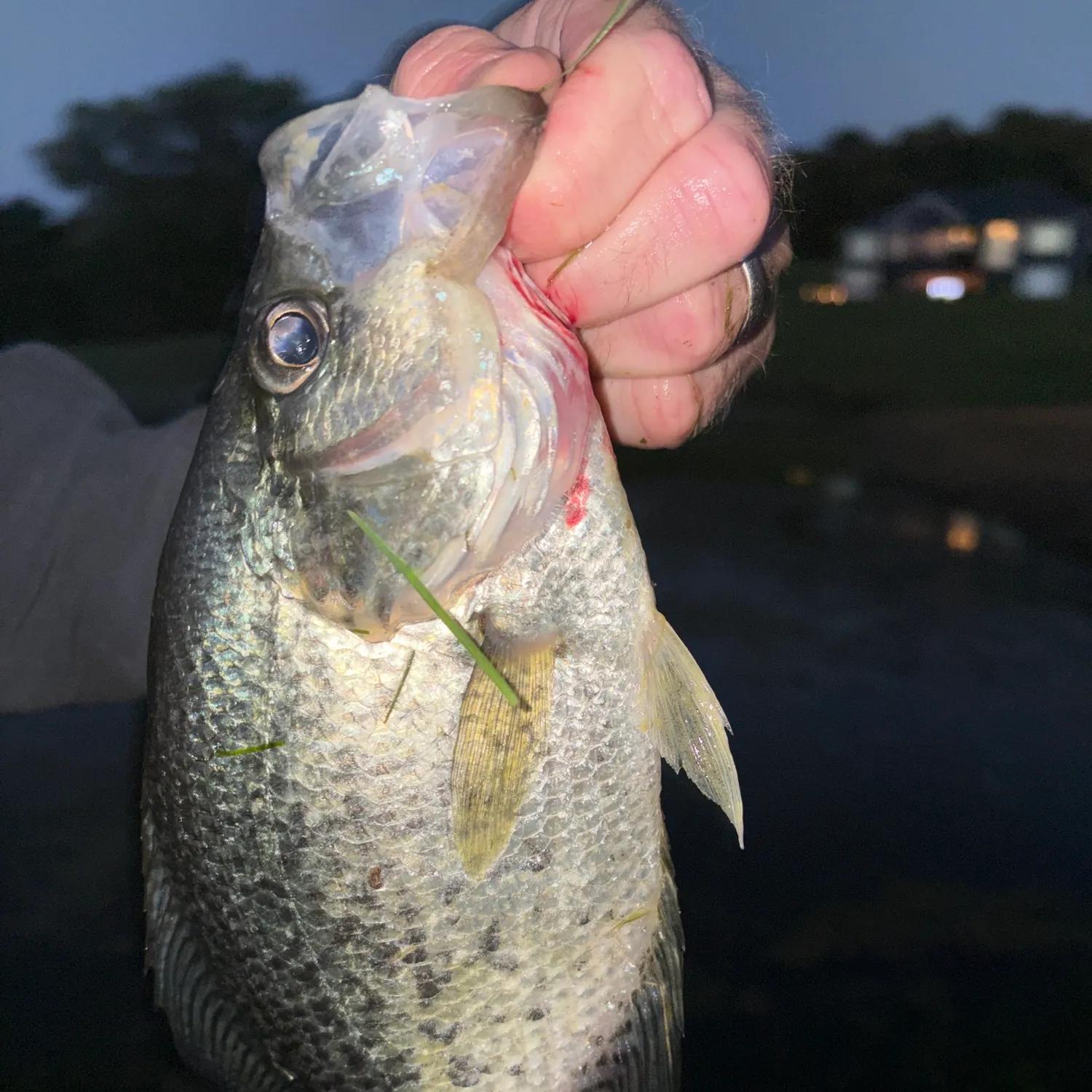 White crappie caught on Fishbrain