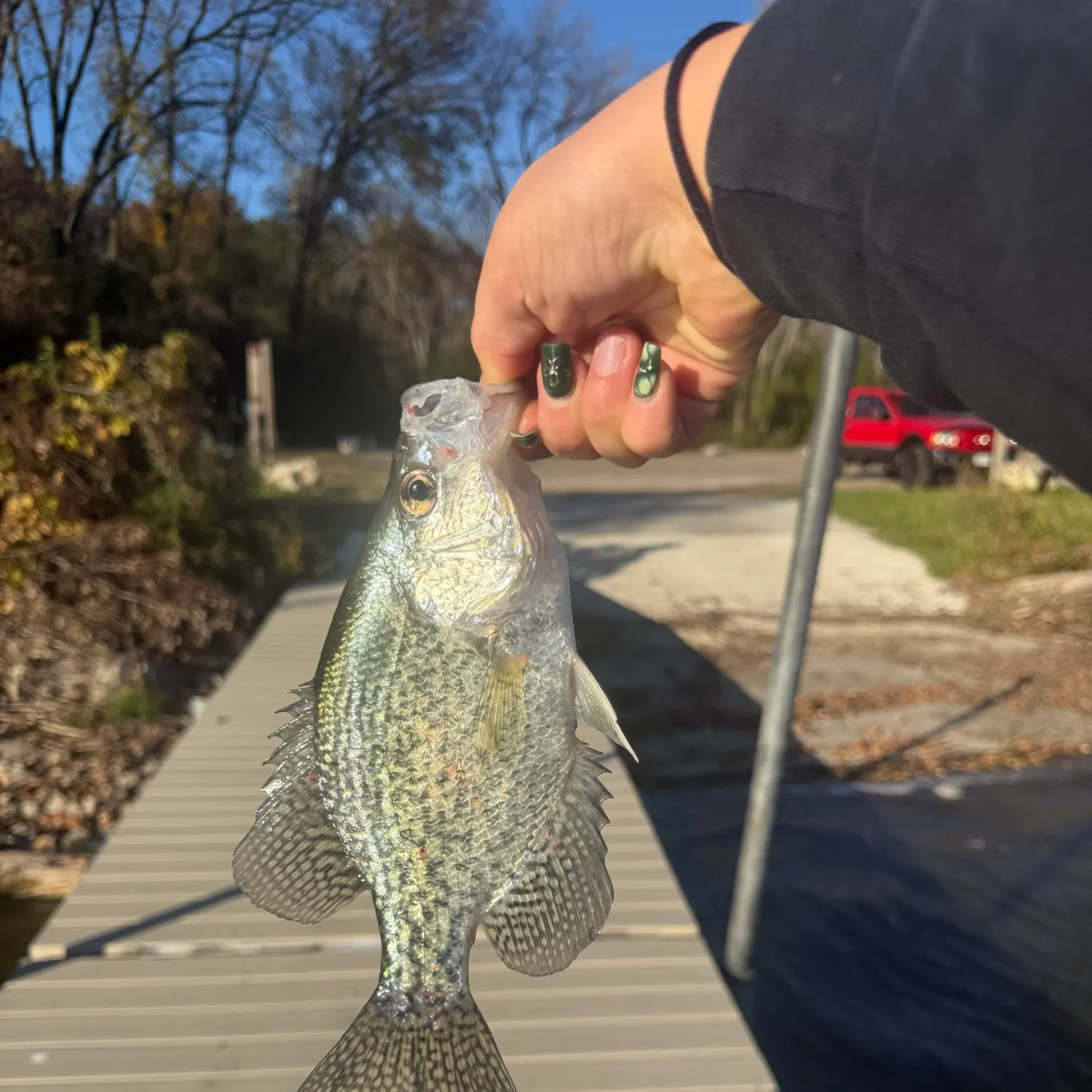 Black crappie caught on Fishbrain