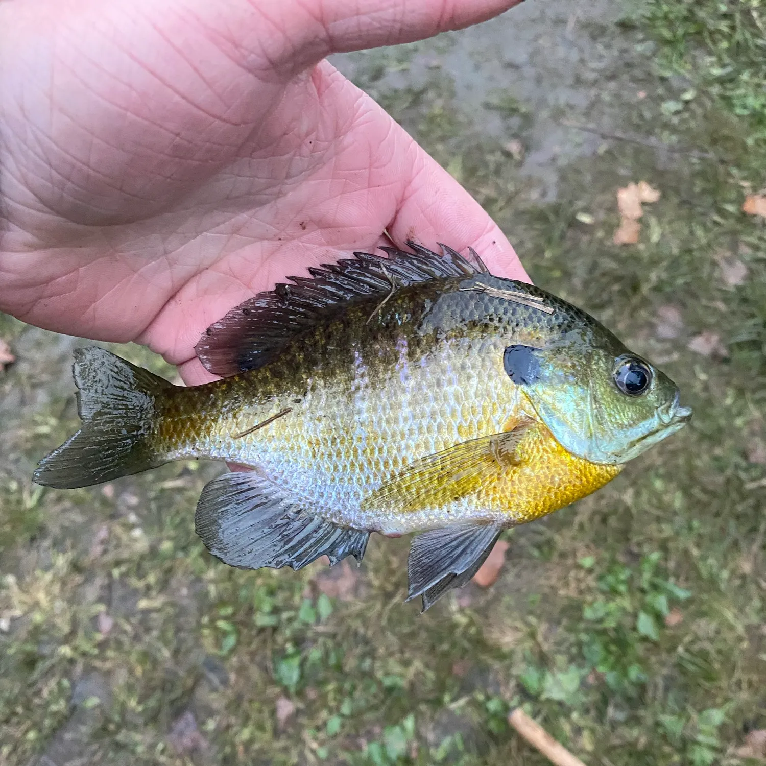 Bluegill caught on Fishbrain