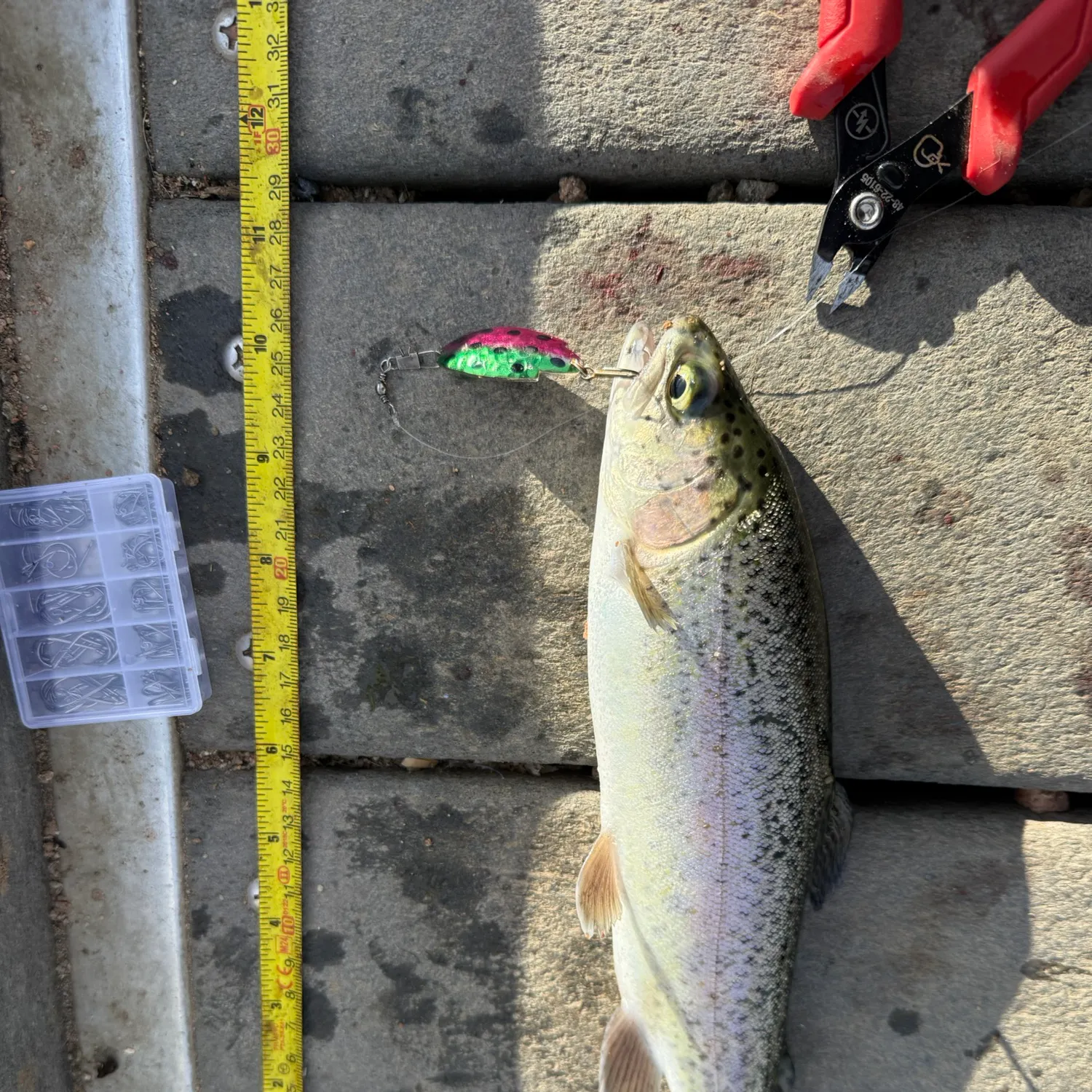 recently logged catches