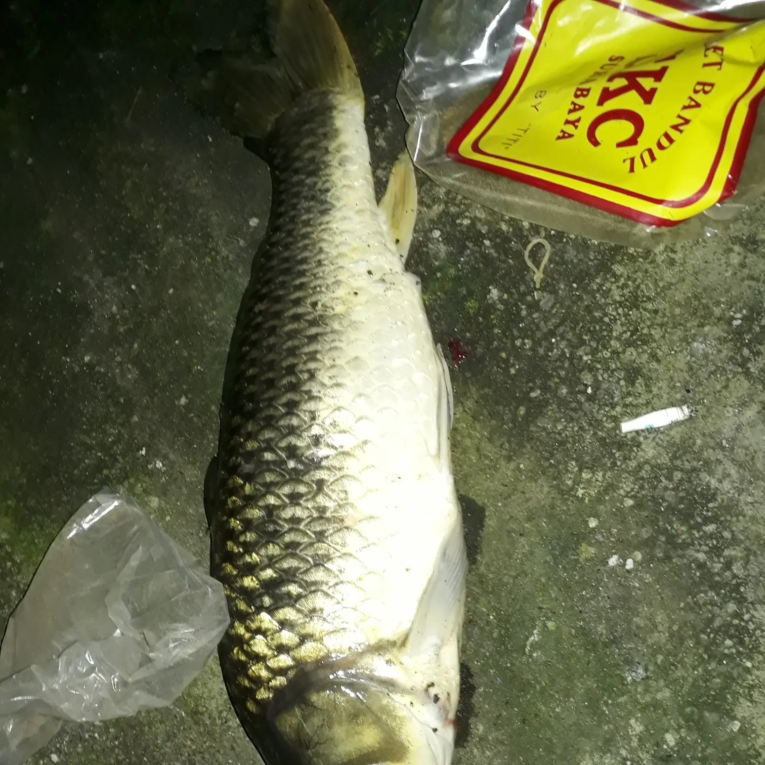 recently logged catches