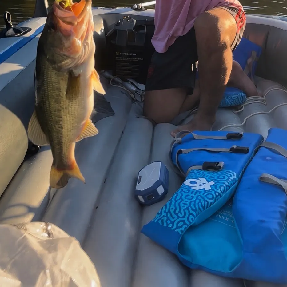 Largemouth bass caught on Fishbrain