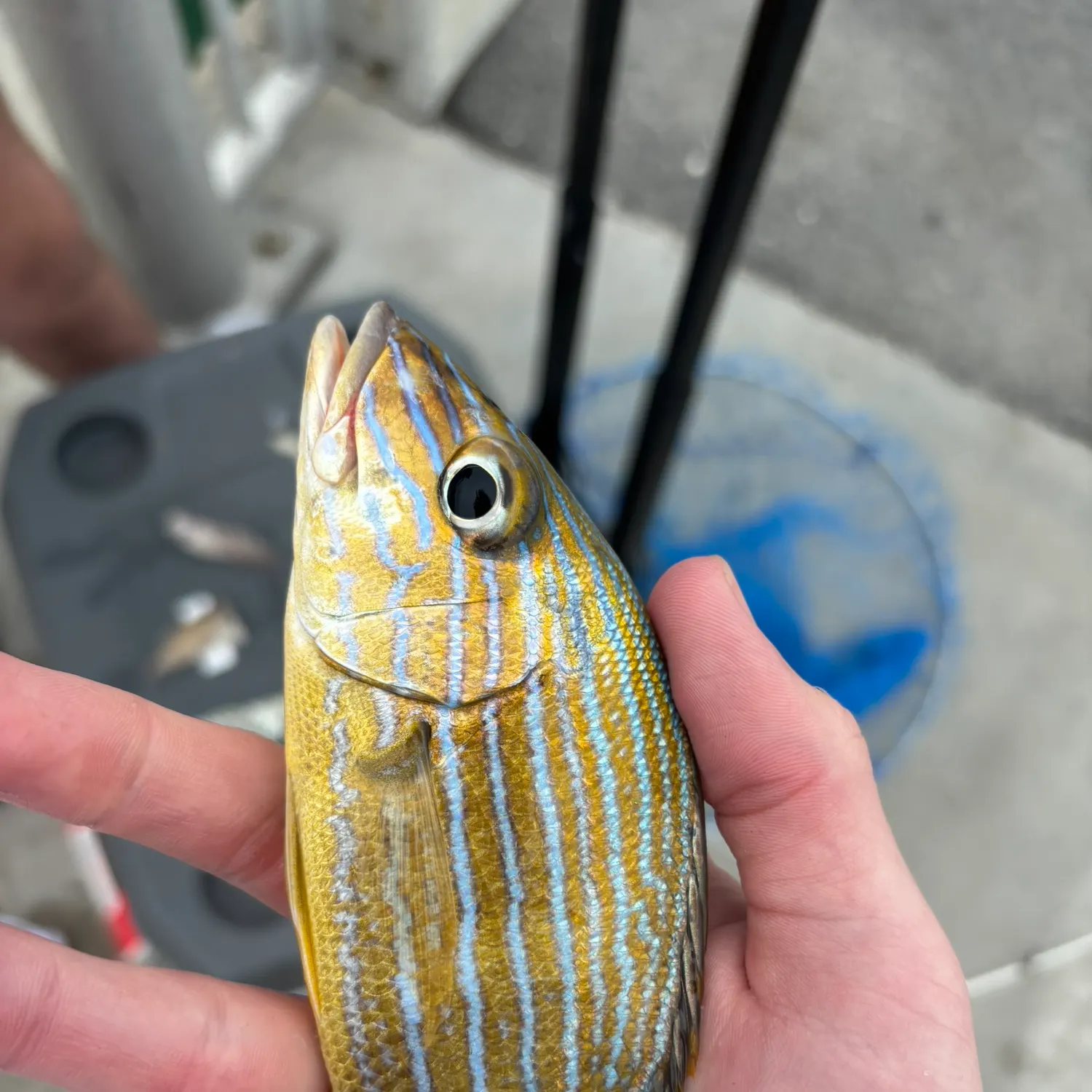 The most recent Bluestriped grunt catches on Fishbrain