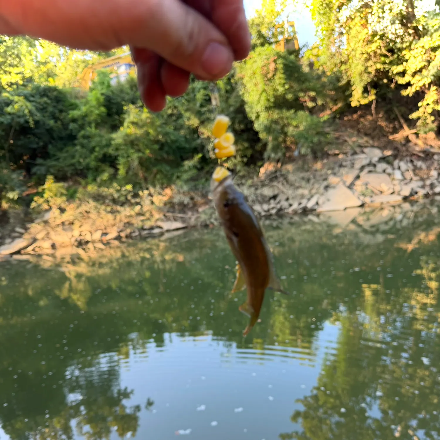 Rock bass caught on Fishbrain