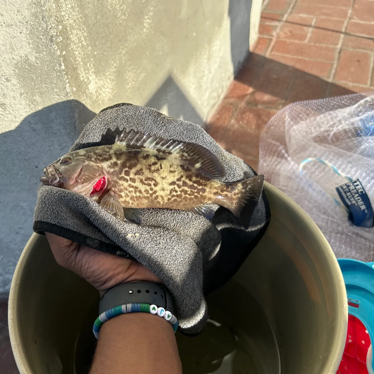 Gag grouper caught on Fishbrain