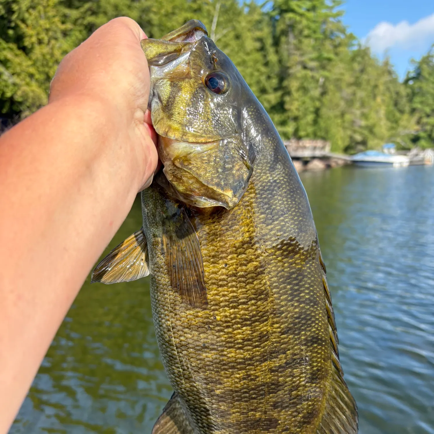 Smallmouth bass caught on Fishbrain