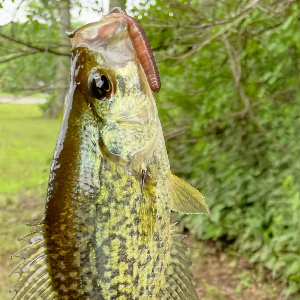 Black crappie caught on Fishbrain