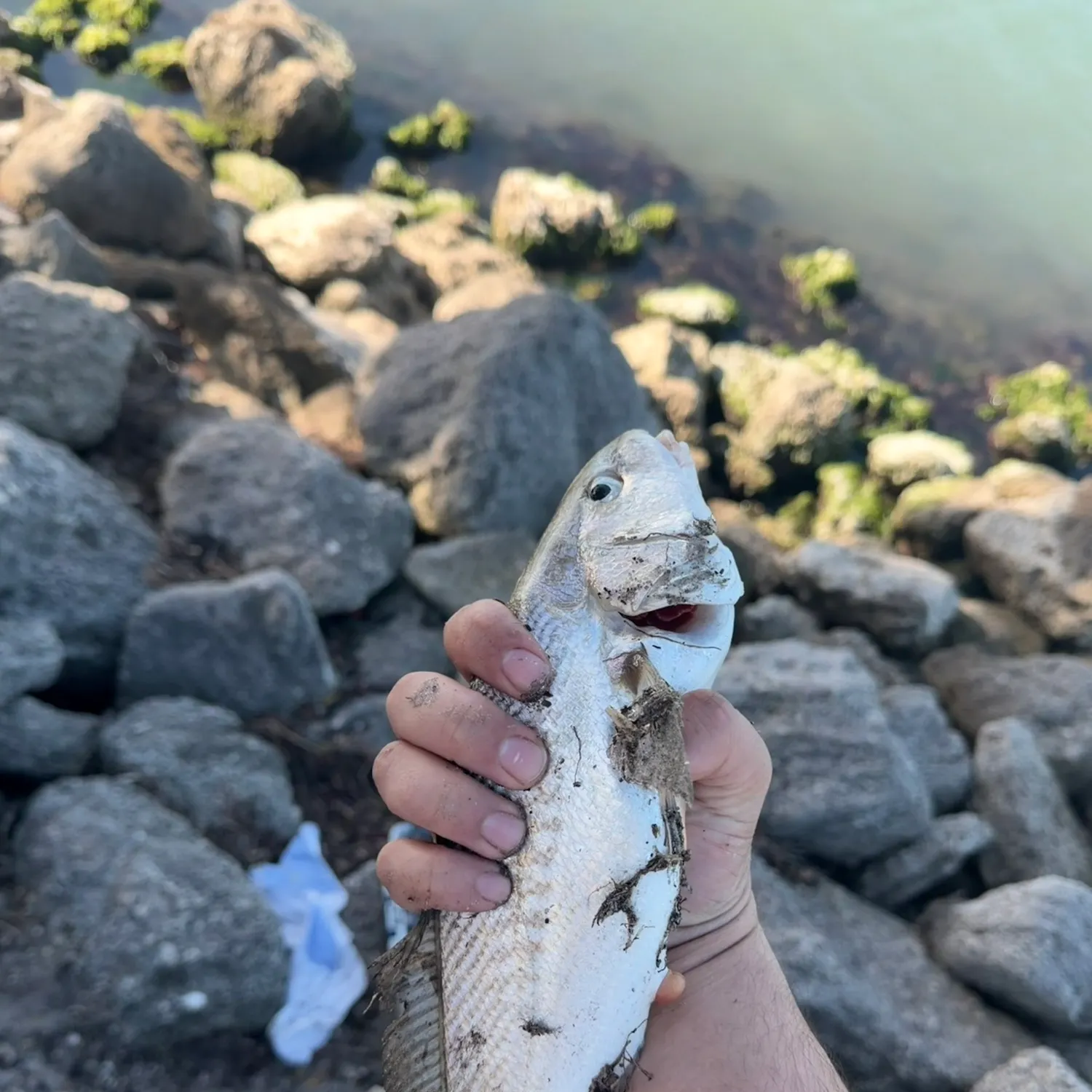 The most recent Atlantic croaker catches on Fishbrain