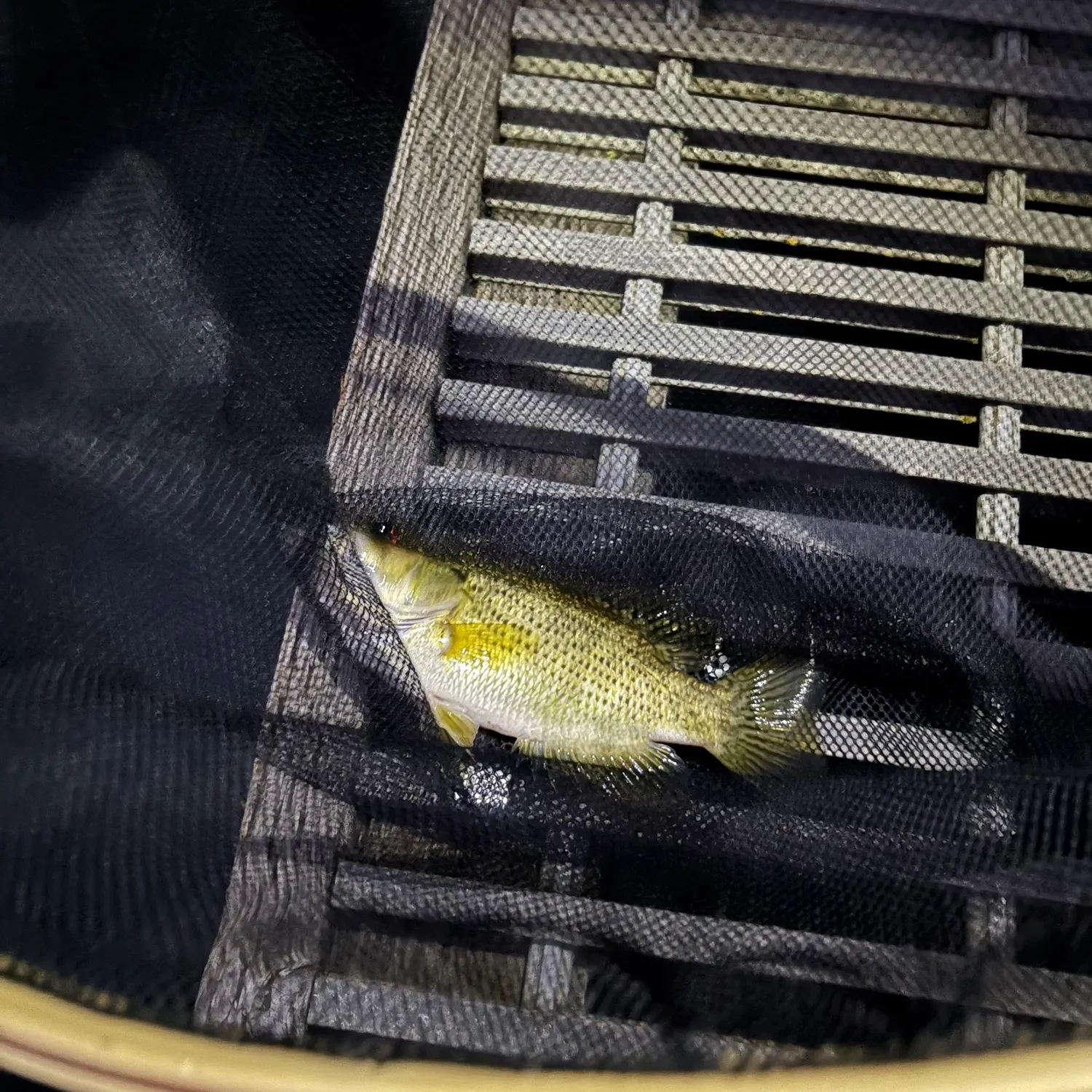 Rock bass caught on Fishbrain