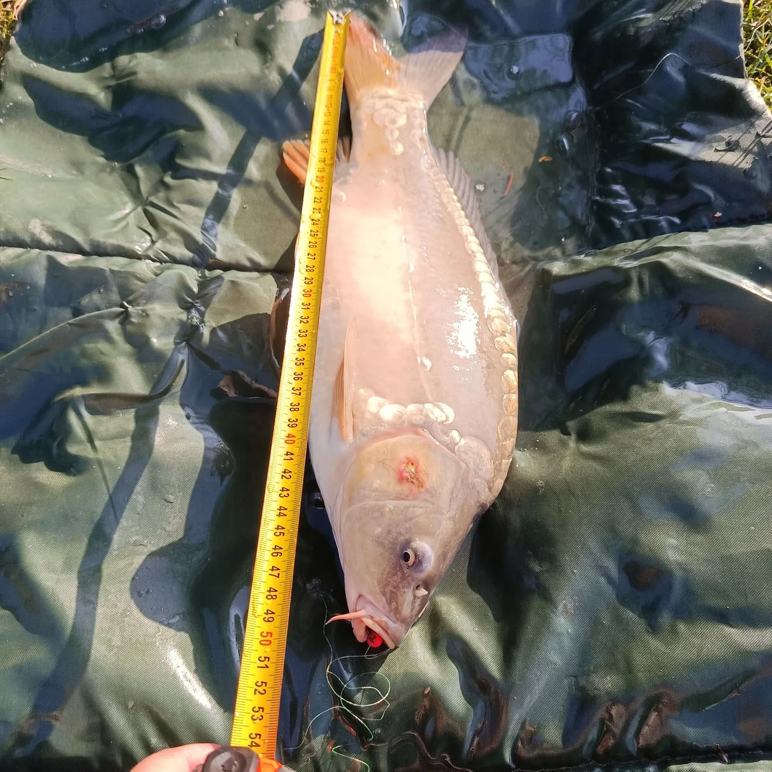 Mirror carp caught on Fishbrain