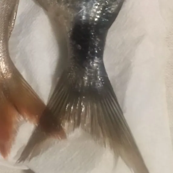 Saddled seabream caught on Fishbrain
