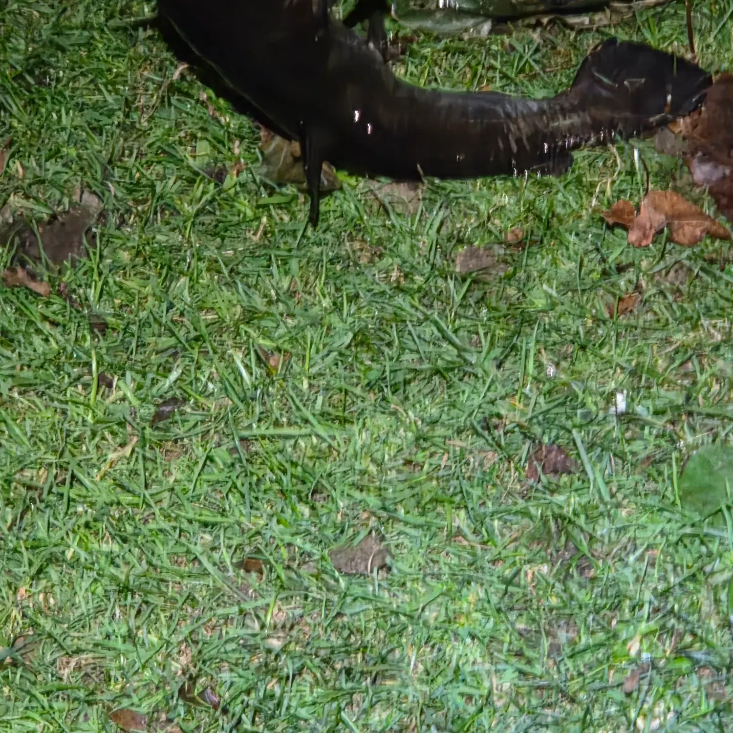 Black bullhead caught on Fishbrain
