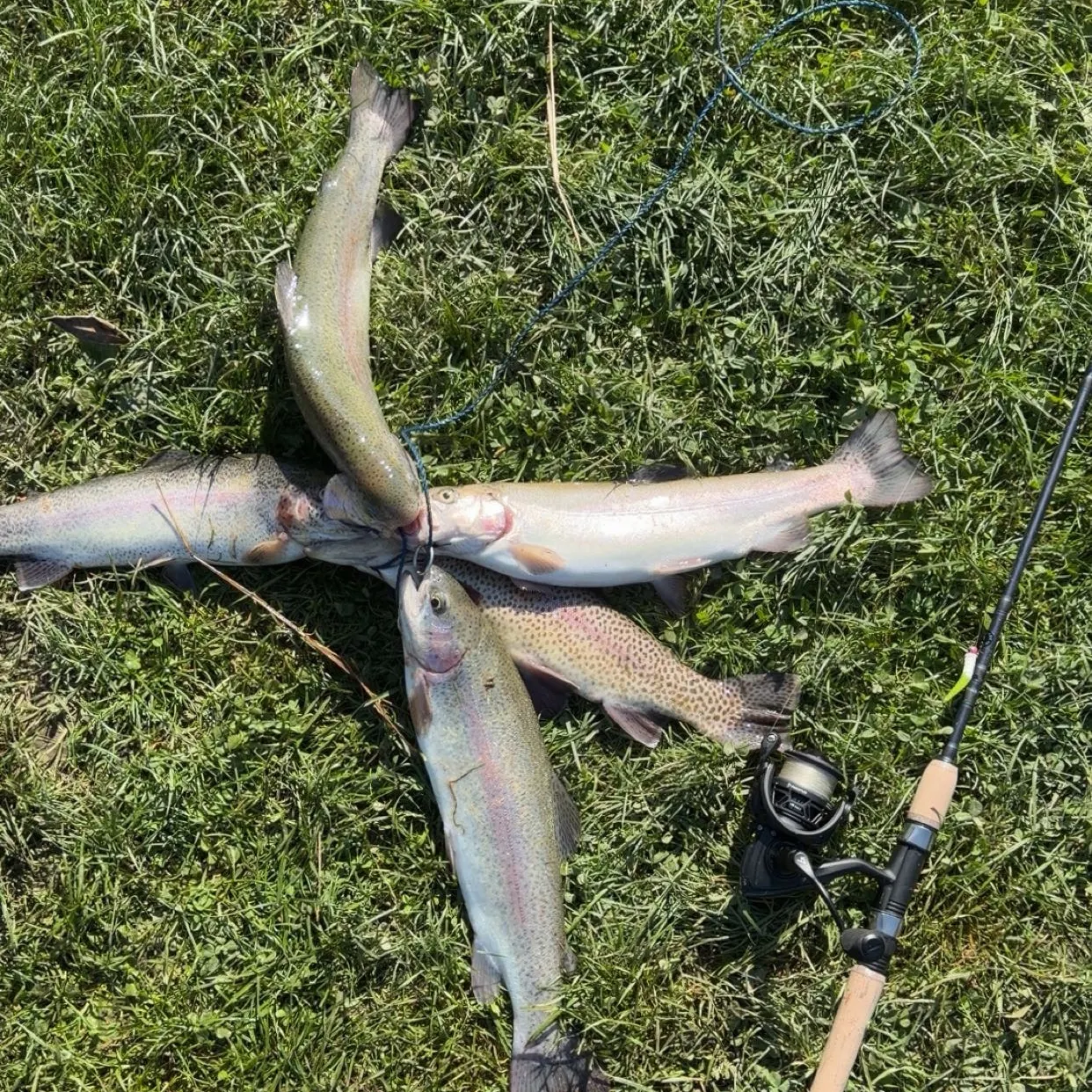 Rainbow trout caught on Fishbrain