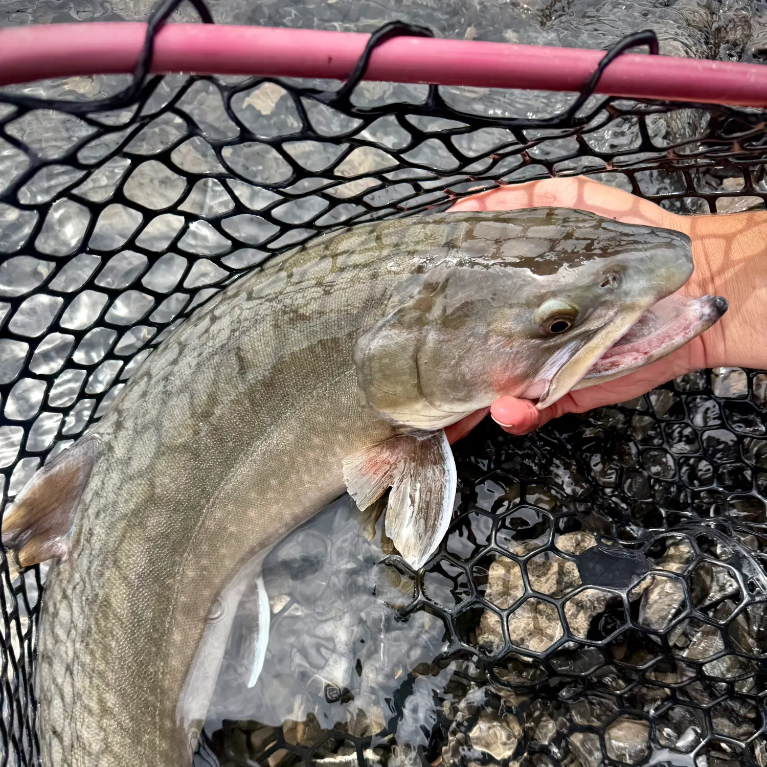 The most recent Bull trout catches on Fishbrain