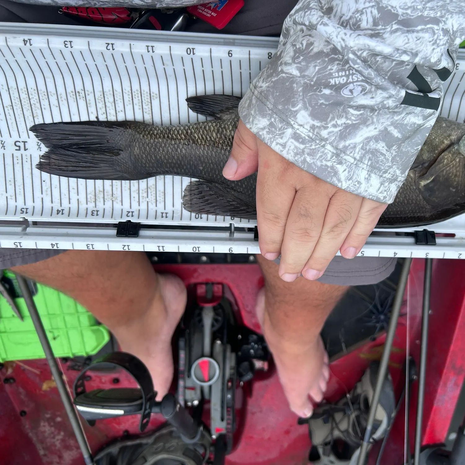Fish caught on Fishbrain