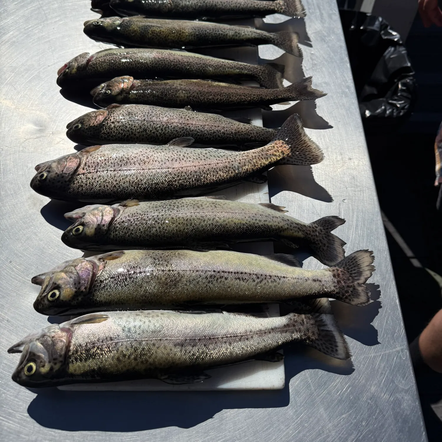 recently logged catches