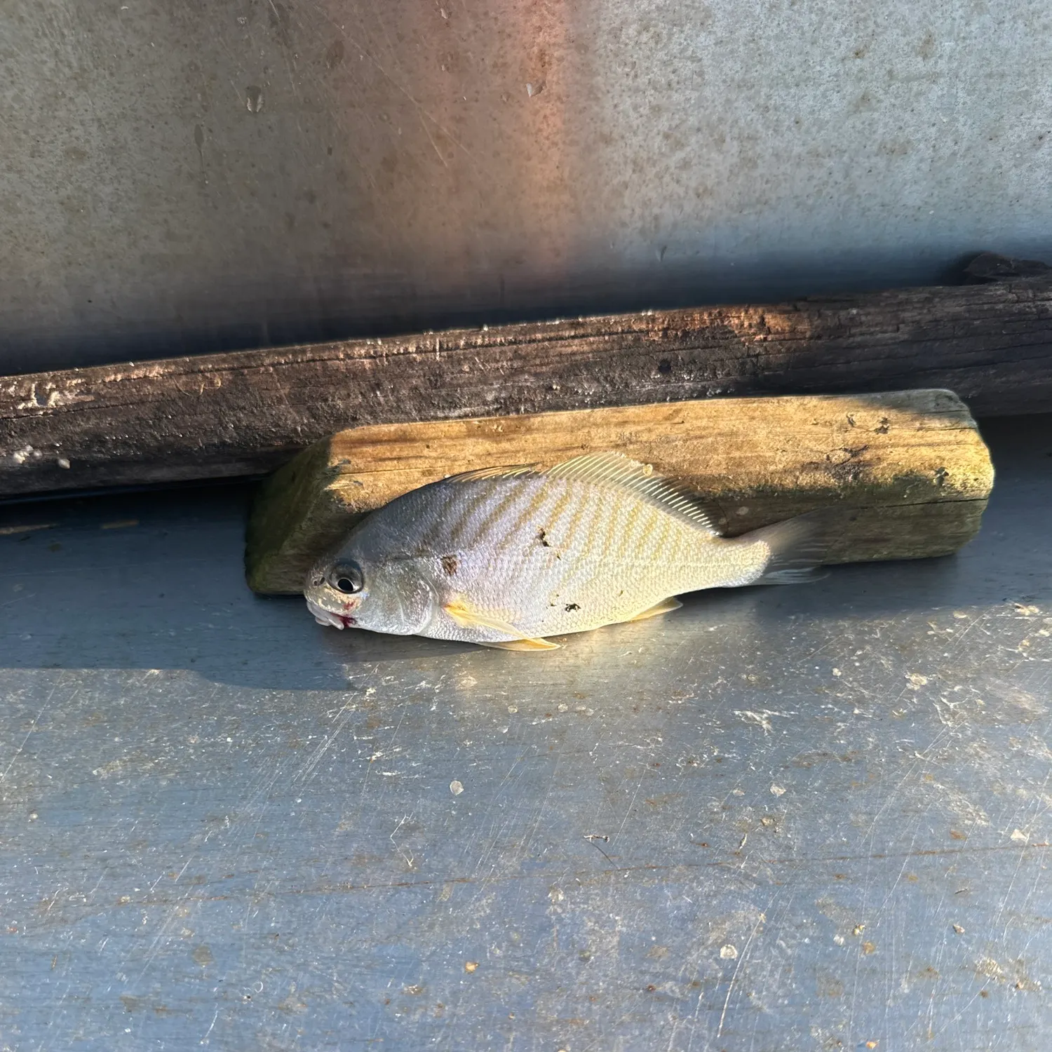 Spot croaker caught on Fishbrain