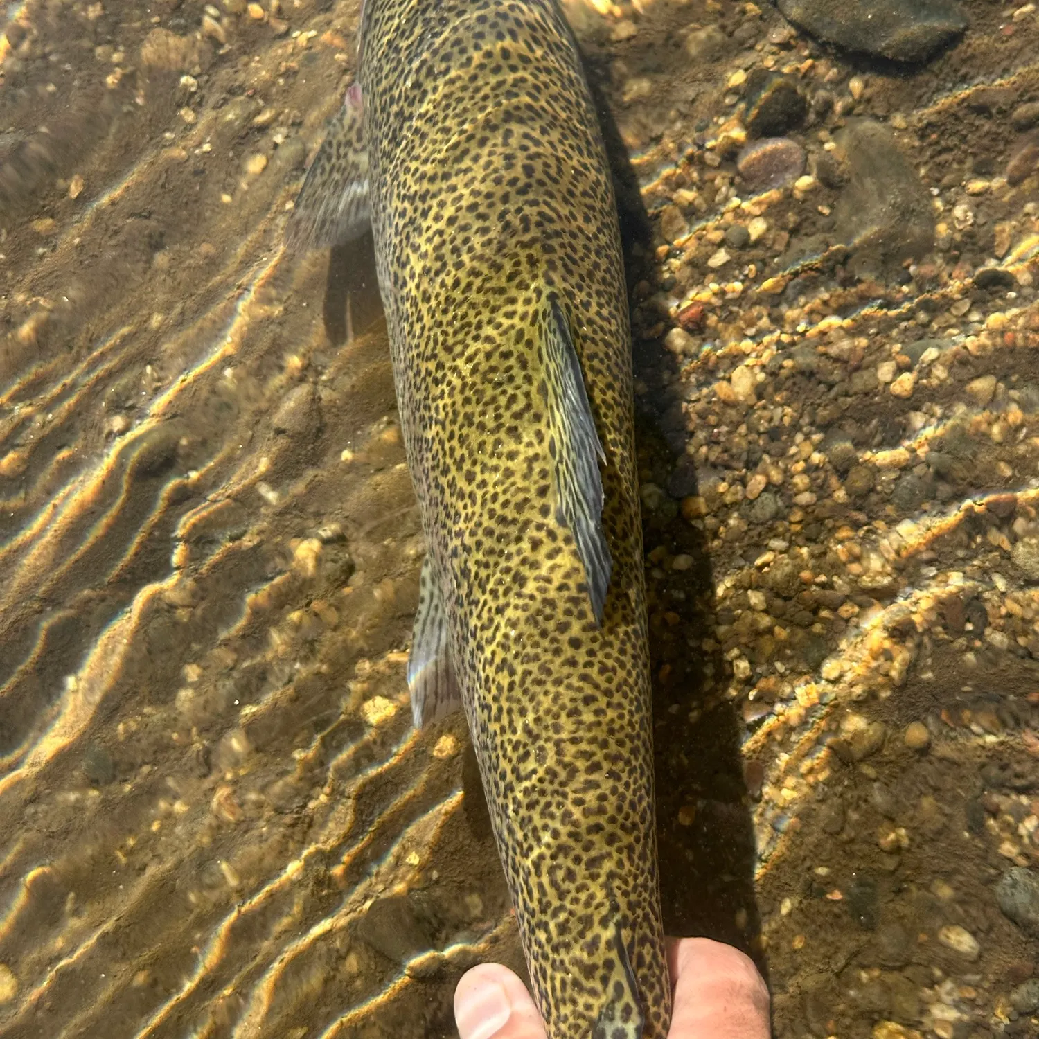 Rainbow trout caught on Fishbrain