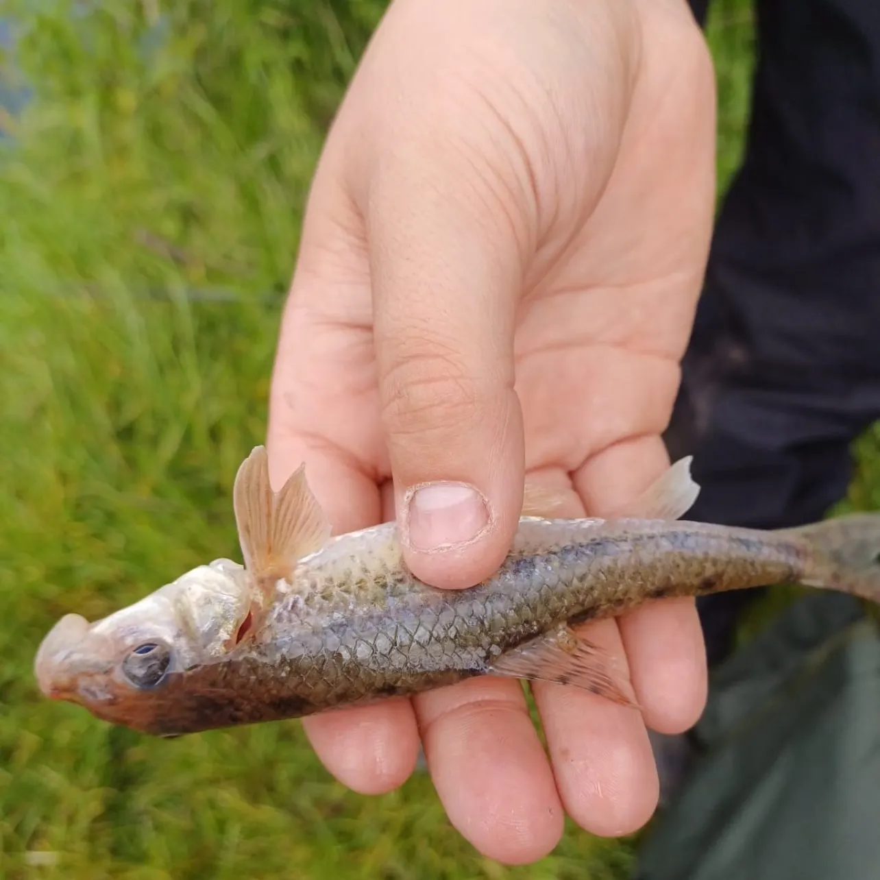 The most recent Gudgeon catches on Fishbrain