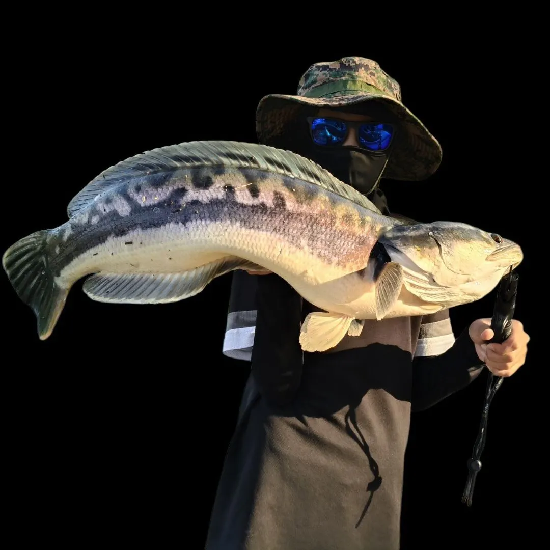 The most recent Indonesian snakehead catches on Fishbrain
