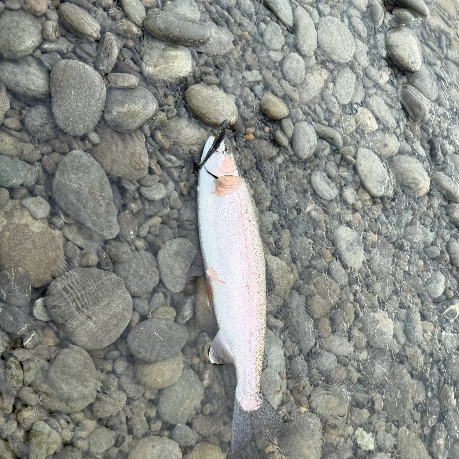 Rainbow trout caught on Fishbrain