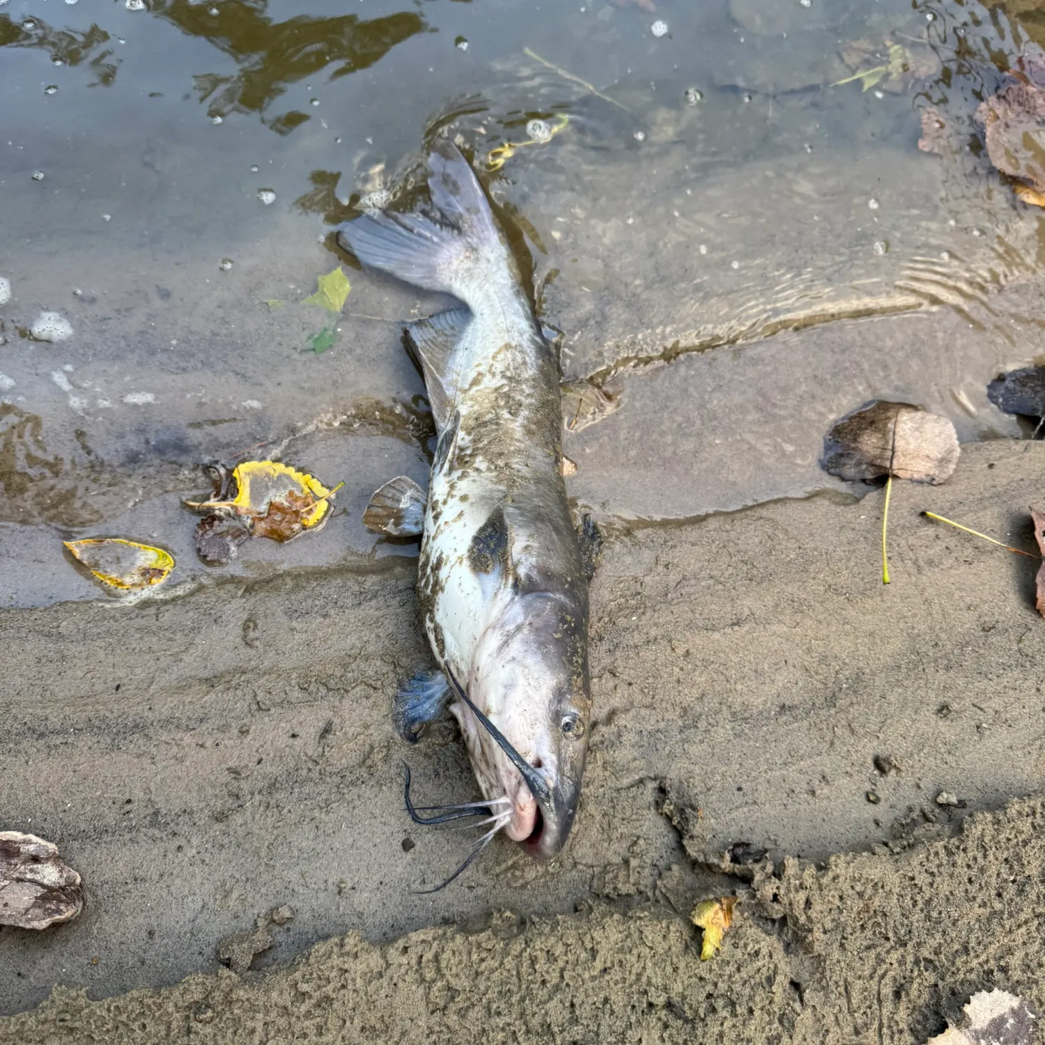 Channel catfish caught on Fishbrain