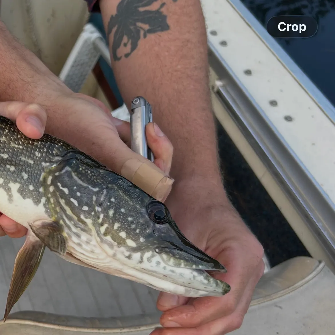 Northern pike caught on Fishbrain