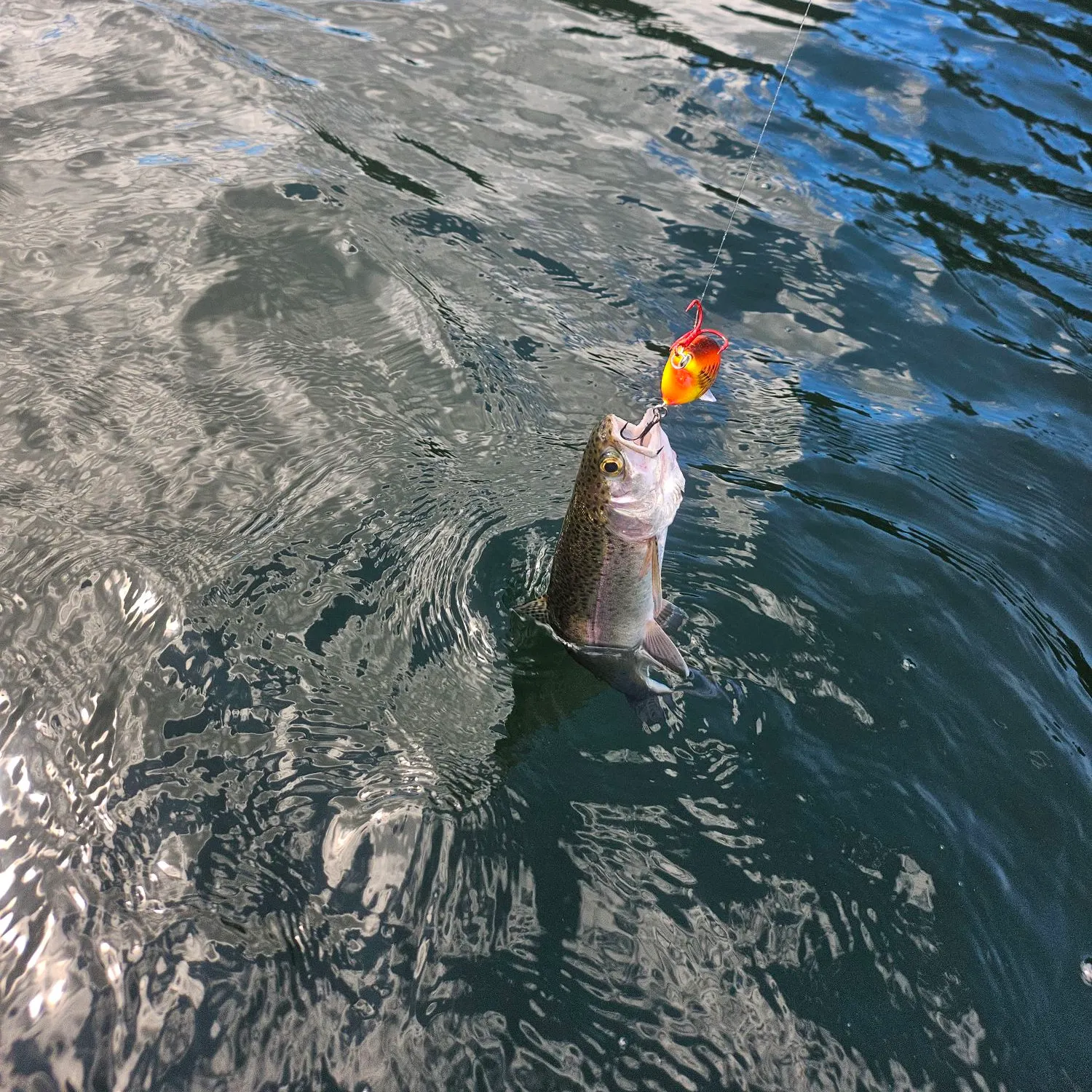 Rainbow trout caught on Fishbrain