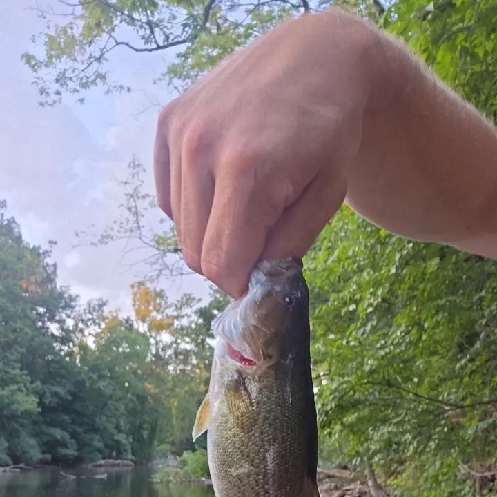 Smallmouth bass caught on Fishbrain
